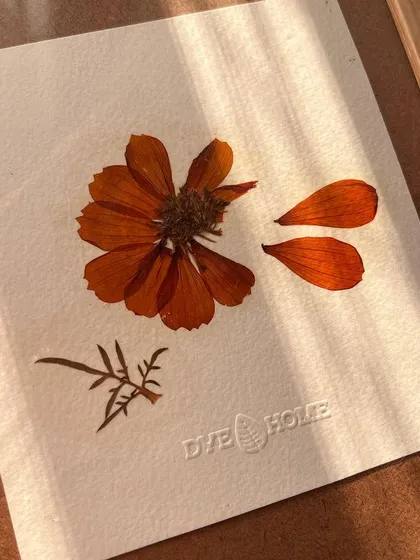 This is a homegrown cosmos flower that I've pressed and framed. The sunlight hitting the delicate petals is just so beautiful. I'm working on a whole catalog of these for you.
