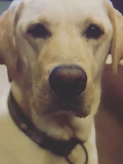 The gentle, knowing eyes of a dog who feels completely at home.