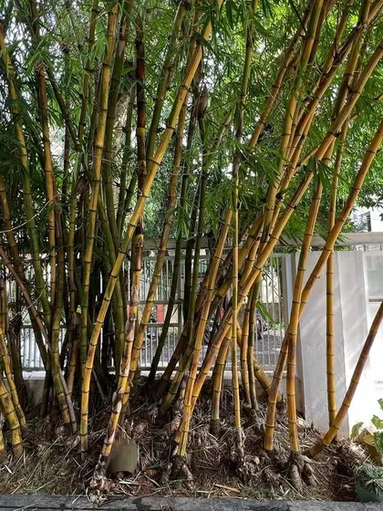 Bamboo is used in three ways at our studio: as a semi-porous screen at the entrance, as a framed view from a window, and as a dense canopy on the terrace, creating a private cocoon that filters the city out.