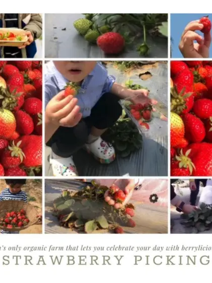 A collage showcasing the berrylicious fun of strawberry picking, a unique activity we offer at our Gurugram farm.