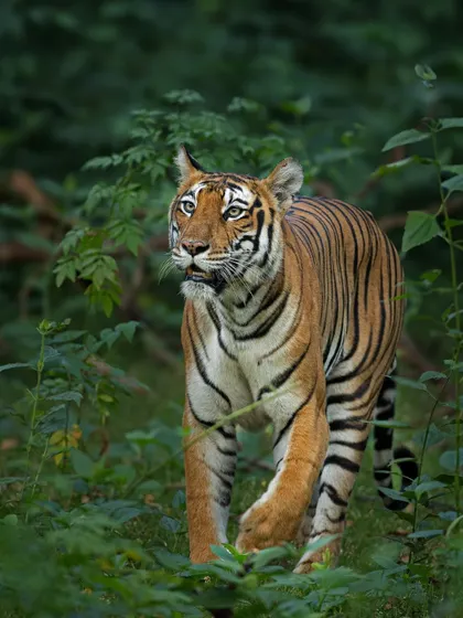 A tiger on the move through the dense foliage of Kabini. This image shows the importance of a fast shutter speed and a good vantage point to get a clean shot in a cluttered environment.