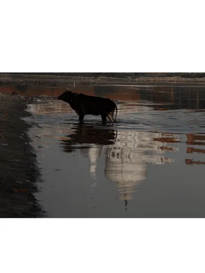 A buffalo stands in the polluted river, its form mirrored by the reflection of the Taj Mahal's dome. A poignant juxtaposition of the sacred and the profane.