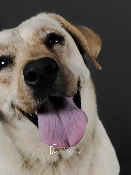 A happy lab with a classic head tilt. These are the shots that capture the quintessential "dog" look.