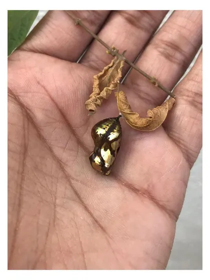 The delicate form of a golden butterfly cocoon resting on a palm. This image symbolizes transformation and the beauty of natural processes, which are core themes in my biophilic design approach.