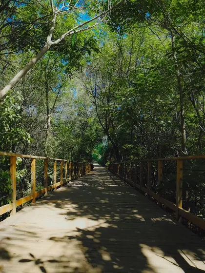 A walk across our wooden boardwalk, surrounded by a canopy of trees, makes you feel like you're deep in the forest.