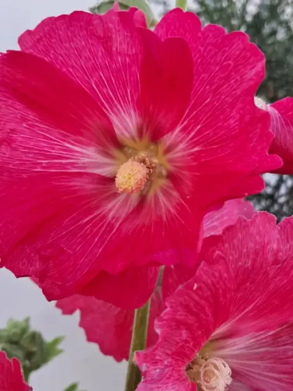 A close-up of a dark pink Hollyhock.