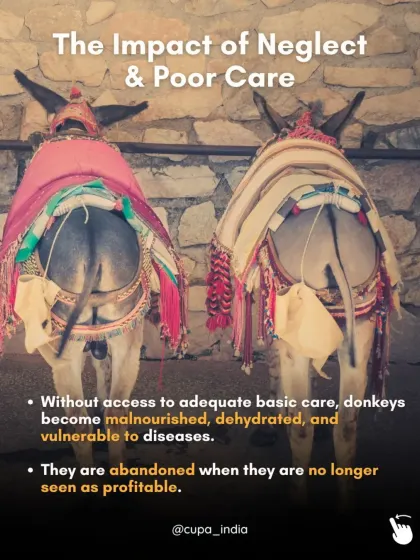 The impact of neglect is severe. Without basic care, donkeys become malnourished, dehydrated, and vulnerable to diseases, often abandoned when they are no longer profitable.