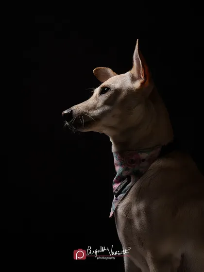 A beautiful profile of Penny, showing off her alert expression and the clean lines of her form. The simple bandana adds a touch of personality to this classic studio portrait.