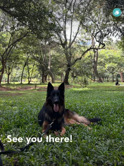 A German Shepherd relaxes in the park. Our events provide plenty of opportunities for dogs to explore and just be dogs.