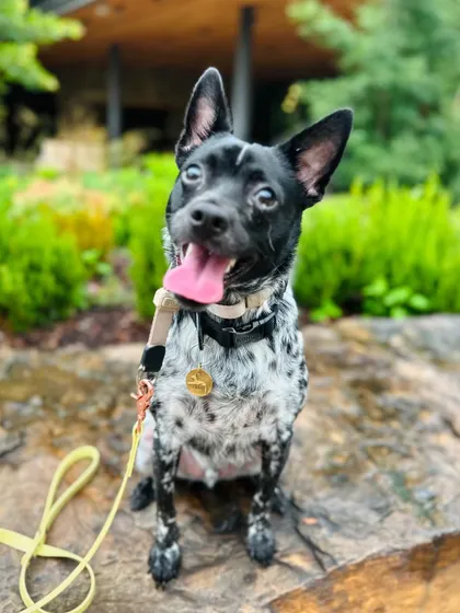 This is Coco, a graduate who needed to learn the basics and work through some possessive issues. Look at that happy, confident face now.