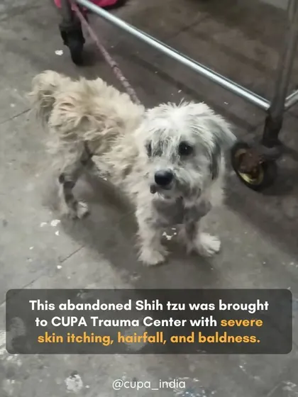 This was her condition when she was brought to the CUPA Trauma Centre, with significant hair loss and skin irritation.