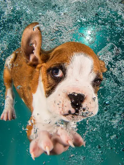 Even puppies can be stars in our underwater shoots. This shot captures the curious and slightly surprised expression of a young boxer puppy on one of its first swims, surrounded by beautiful bubbles.