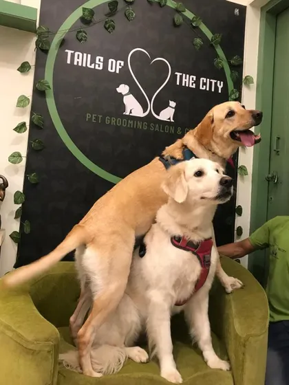 Double trouble! Mojo and Magic, two happy retrievers, trying to share the spotlight on our pet couch. It's always fun when siblings come in together.