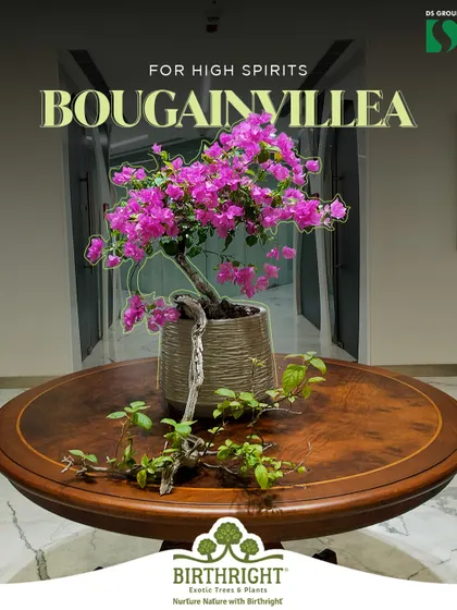 A flowering Bougainvillea bonsai brings high spirits and vibrant color to any space. It's an excellent choice for an office or entryway, instantly lifting the mood with its cheerful blooms.