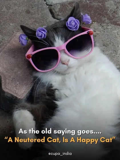 As the old saying goes, "A neutered cat is a happy cat." We couldn't agree more. They live longer, healthier, and more peaceful lives.