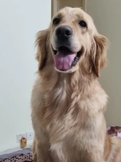 A happy smile from Goldy in her new home. Senior dogs are truly wonderful and so deserving of a second chance.
