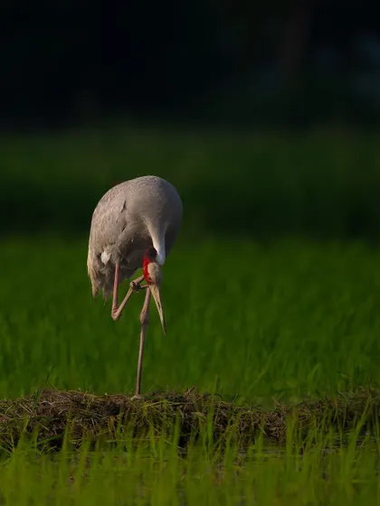 A Sarus Crane balances on one leg while preening, a common and elegant posture that makes for a great photo opportunity.