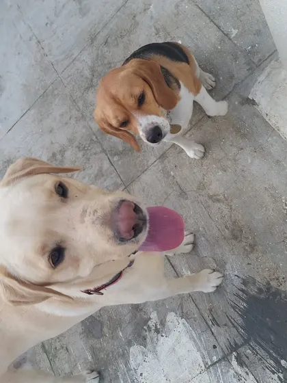Bruno the Beagle and Roxie the Labrador, two friends enjoying the day.