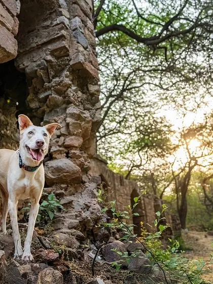 An Indie dog exploring some ancient ruins at sunset. The beautiful light and historic setting make for a stunning and atmospheric portrait.