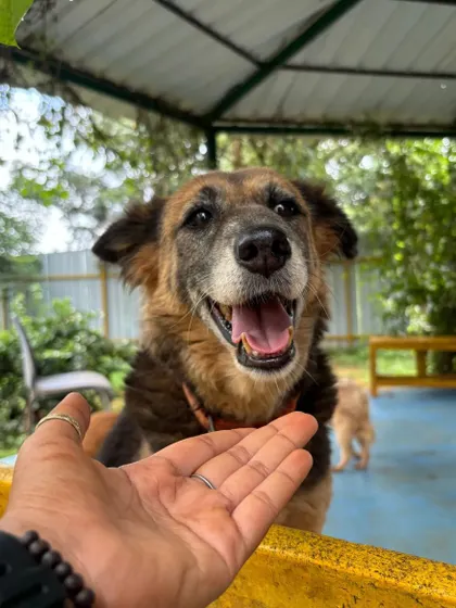 A gentle hand for a gentle soul. Our senior dogs thrive on human connection and affection. Every pet and kind word makes their day brighter.