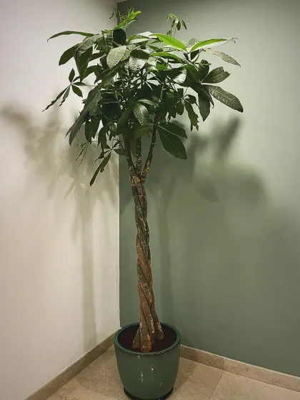 The braided trunk of this Pachira, or money tree, adds a decorative touch to a simple corner. It's a popular choice for bringing good fortune and a touch of nature indoors.