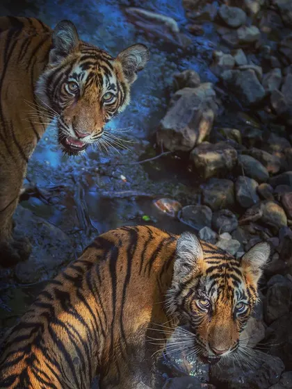 Two young cubs looking up from a water source. Their curious and slightly startled expressions make this a captivating and memorable image.