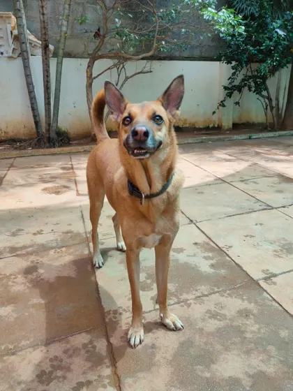 This happy dog is a perfect example of the wonderful mixed-breed guests we have the pleasure of hosting.