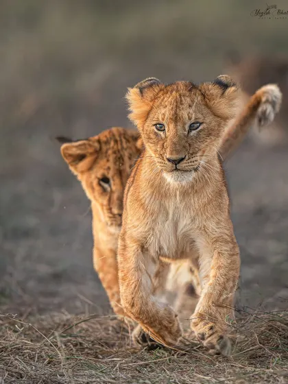 Playful lion cubs. Capturing the energy and innocence of young animals is one of the joys of wildlife photography. A fast shutter speed is essential to freeze their quick movements.
