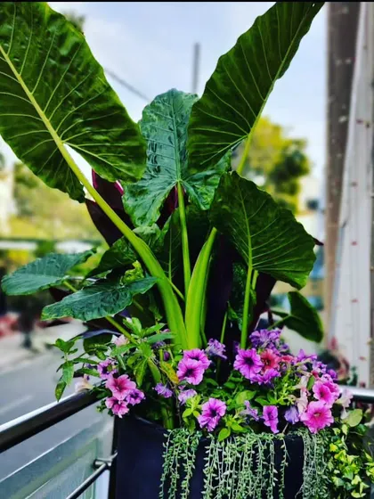 Creating a big tropical impact in a small space. This balcony planter combines a large Alocasia for height with trailing plants and purple petunias for color and fullness.
