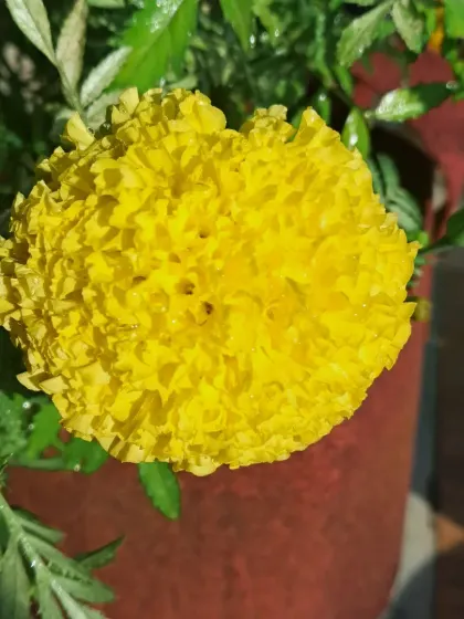 A close-up of a yellow marigold with dew on it.