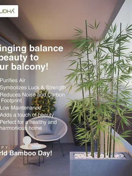 Happy World Bamboo Day! This graphic explains the benefits of having bamboo on your balcony. It purifies the air, symbolizes luck and strength, reduces noise, and is low maintenance, making it perfect for a harmonious home.