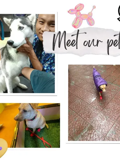 Meet some of our furry clients! This collage showcases the variety of dogs we groom, from a majestic Husky to a small mixed-breed, all enjoying their session in our van.