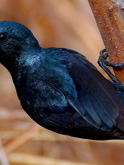 The male Purple Sunbird in its breeding plumage is a shimmering jewel. Its iridescent purple and blue feathers shine in the light as it clings to a branch.