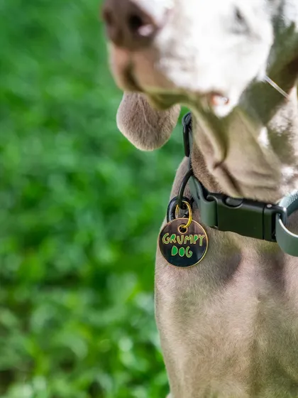 The "Grumpy Dog" tag says one thing, but that face says another. This close-up of Draco the Weimaraner's collar is a fun detail that adds to the story of his quirky personality.