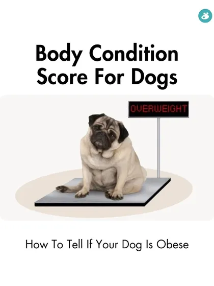 Is your dog at a healthy weight? This guide introduces the Body Condition Score (BCS), a simple method to check if your dog is underweight, overweight, or just right.