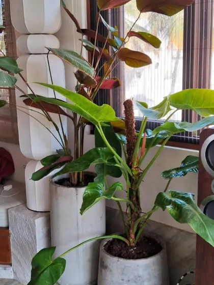A combination of a Philodendron with a moss stick for support and a Calathea in modern concrete planters. This is a great way to display climbing plants and add vertical interest indoors.