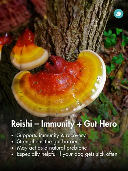 Reishi mushrooms are an immunity and gut hero. They support the immune system, strengthen the gut barrier, and can act as a natural prebiotic, making them helpful for dogs that get sick often.