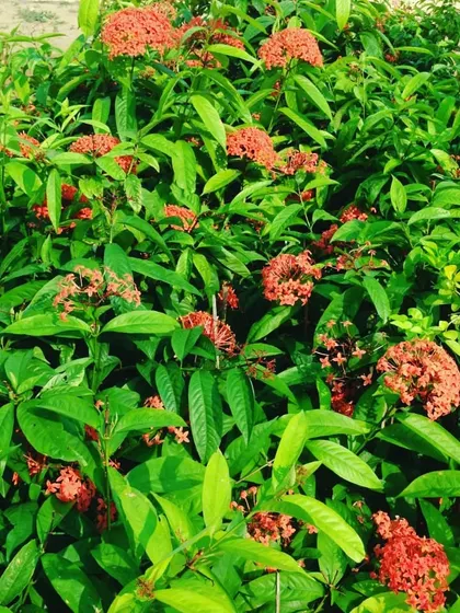 A bush of vibrant red Ixora flowers, also known as jungle geranium. I use flowering shrubs like this to add pops of color to the garden.