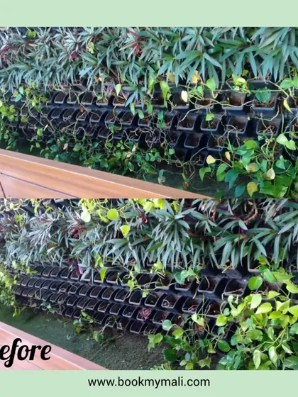 This "before" image shows a vertical garden that needed some care. Over time, gaps can appear, which is why my maintenance service is crucial for keeping these living installations looking their best.