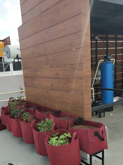 For this terrace, we used fabric grow bags which are great for rooftop gardening. They are lightweight and provide excellent drainage for growing healthy vegetable saplings like the brinjal and tomato plants you see here.