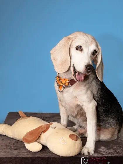 Seenu and his favorite stuffed toy, posing against a bright blue background. Including a special toy can make a pet feel more comfortable.