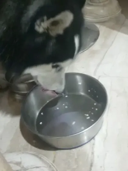 A simple photo of Rudra the husky finishing every last drop. This is what we call the "clean bowl" effect of feeding fresh, tasty food.