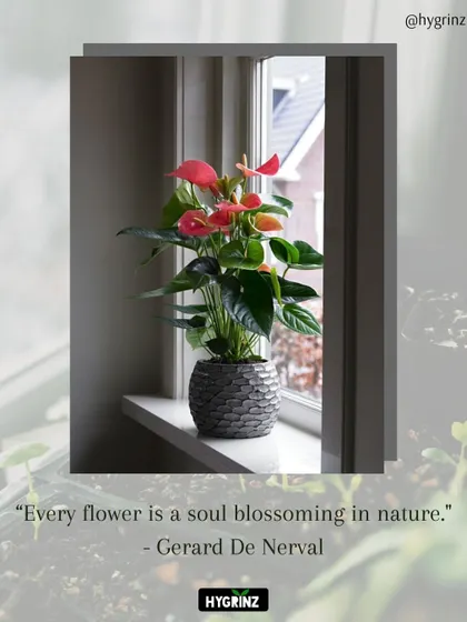 A lovely pink Anthurium, also known as the Flamingo Flower, sitting on a windowsill. Its heart-shaped blooms bring long-lasting color to your home.