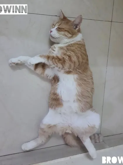 Brownie is sleeping in the ultimate position of trust and relaxation, belly up. This shows he feels completely safe and at home.