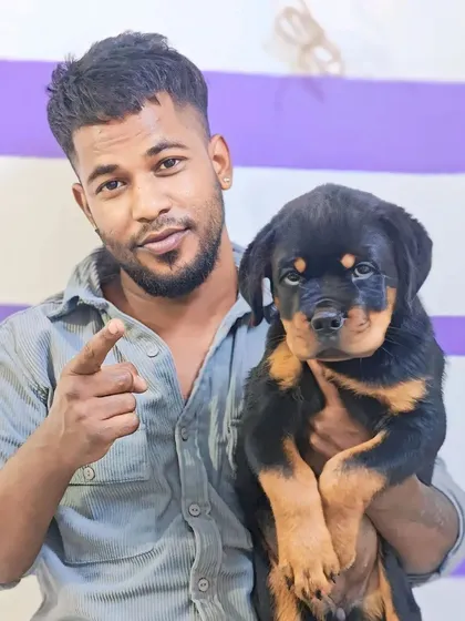 A top quality Rottweiler male pup. I make sure my Rot pups have the strong and confident look the breed is known for.