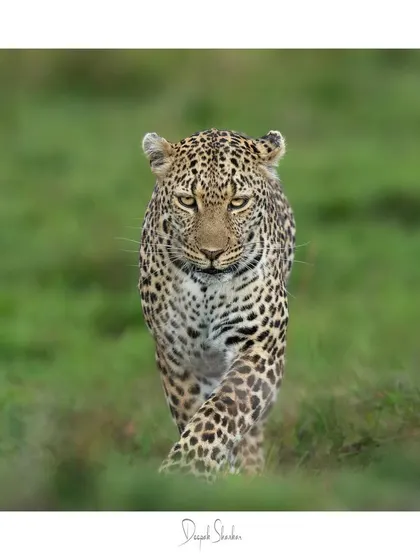 This is a moment of pure, untethered connection. As this leopard walked towards me, its gaze locked with mine, and for a second, it felt like we were sharing a secret of the wild.