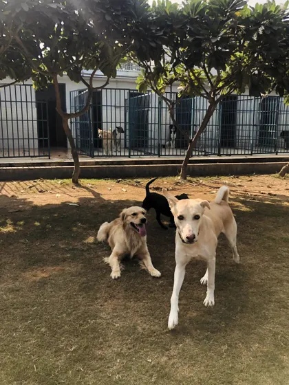 A group of friends, including a Golden Retriever and a Labrador, enjoying their time together near the kennels.