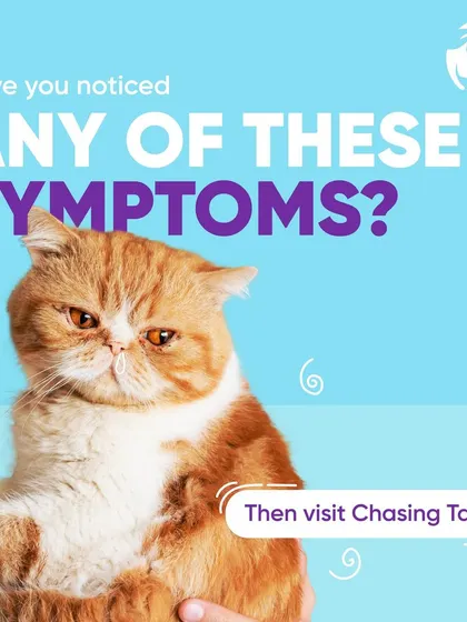 Have you noticed any symptoms of a cold in your cat? This image, featuring a rather grumpy-looking Persian, encourages you to visit me if you suspect your cat is sick. I can provide the right care to get them feeling better.