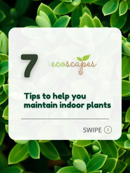 We also provide guidance for indoor plants. Here are some of our top tips to help you maintain a healthy and beautiful indoor garden, because greenery shouldn't be limited to the outdoors.