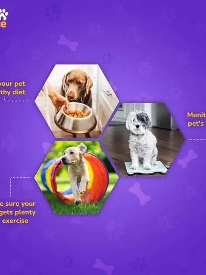 Helping your pet maintain a healthy weight is straightforward. Focus on three key areas: feeding a balanced, healthy diet, ensuring they get plenty of daily exercise, and consistently monitoring their weight.